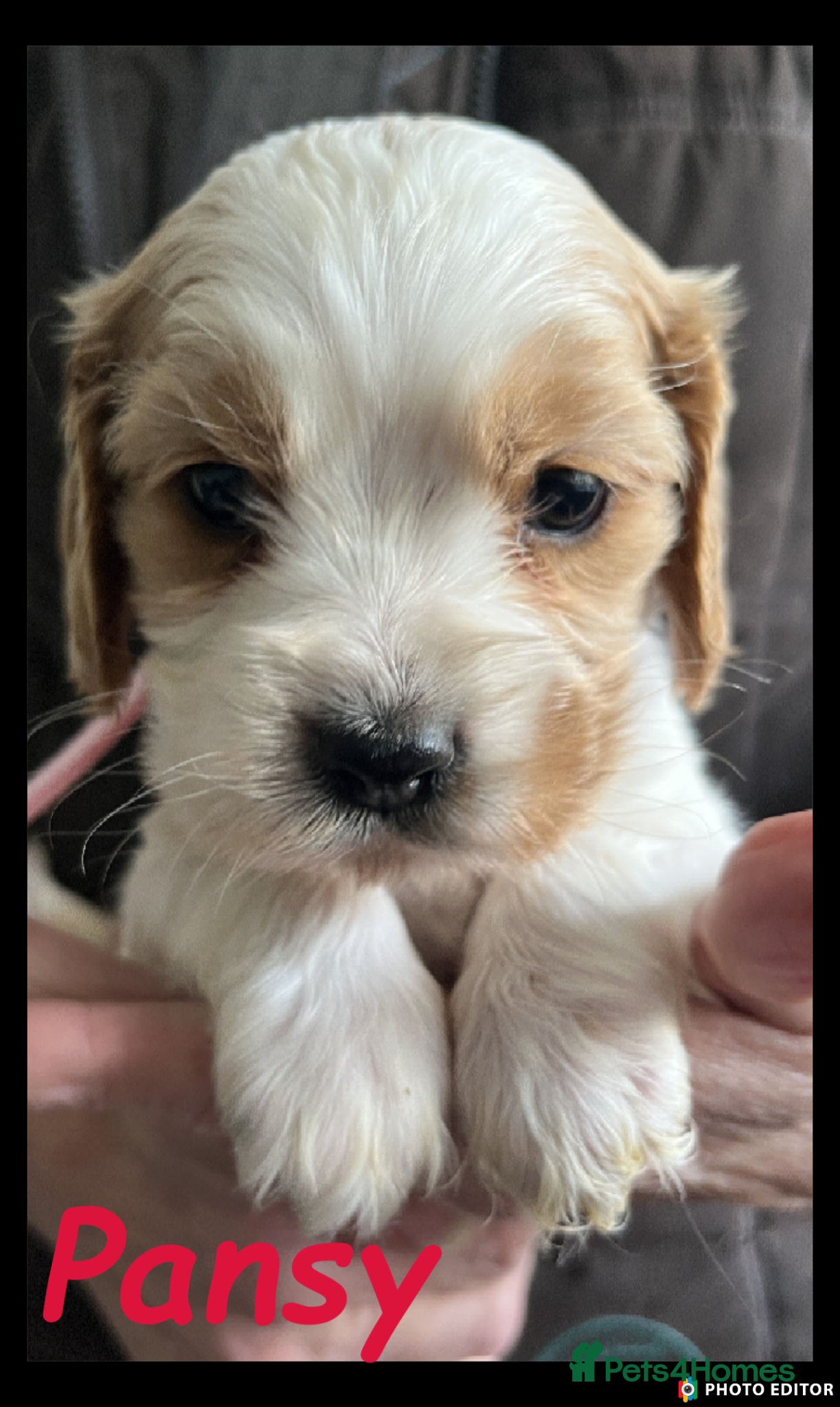 Cockalier dogs Cockalier cuties 🌸🌸 - Advert 1