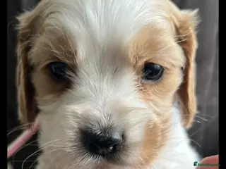 Cockalier dogs for sale: Cockalier cuties 🌸🌸 - Advert 1