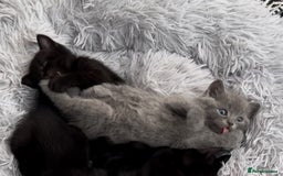 British Shorthair cats for sale: 🐾✨ 4 Tiny Superstars ✨🐾 - Image 13