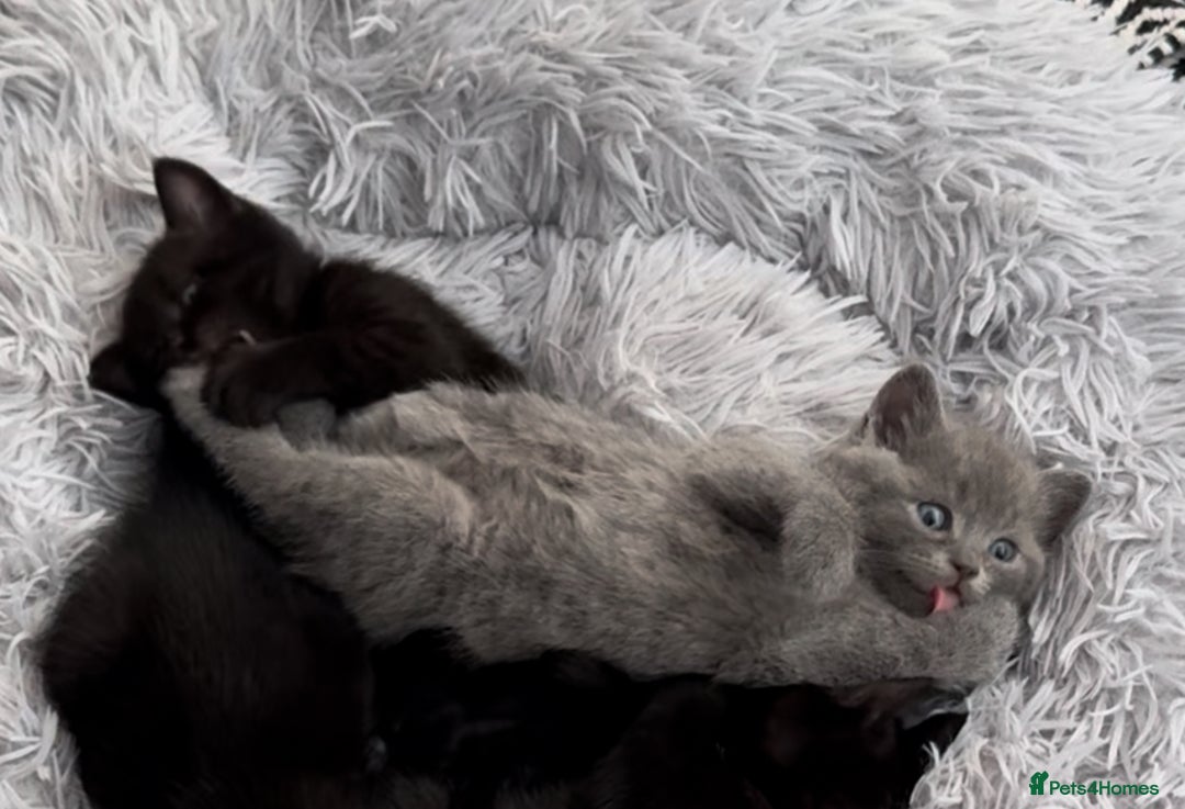 British Shorthair cats for sale: 🐾✨ 4 Tiny Superstars ✨🐾 - Image 13