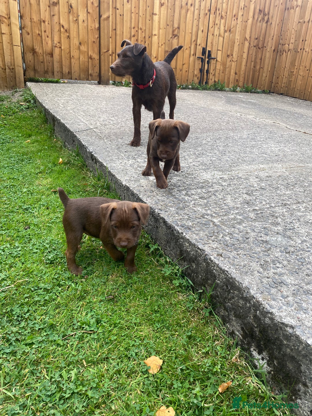 Patterdale Terrier dogs for sale: ⭐️PATTERDALE TERRIER PUPPIES  - Image 19