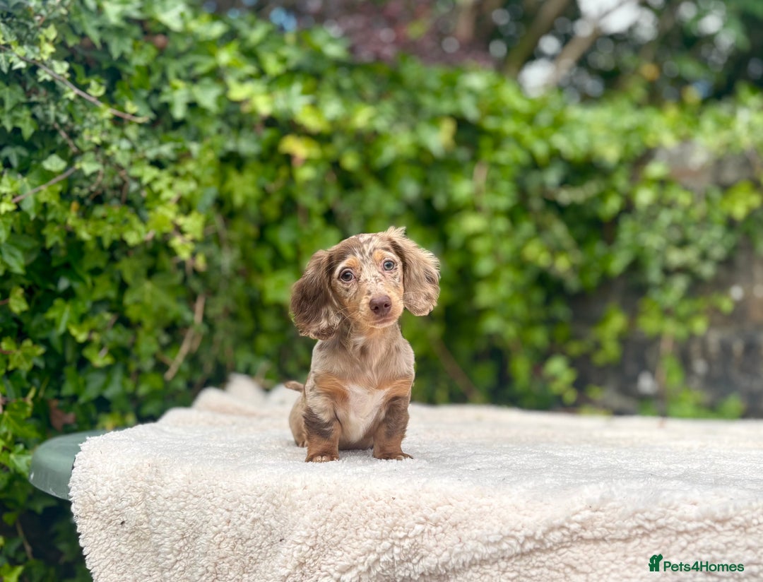 Miniature Dachshund dogs for sale: Long Haired Miniature Dachshunds - READY NOW!! - Image 10