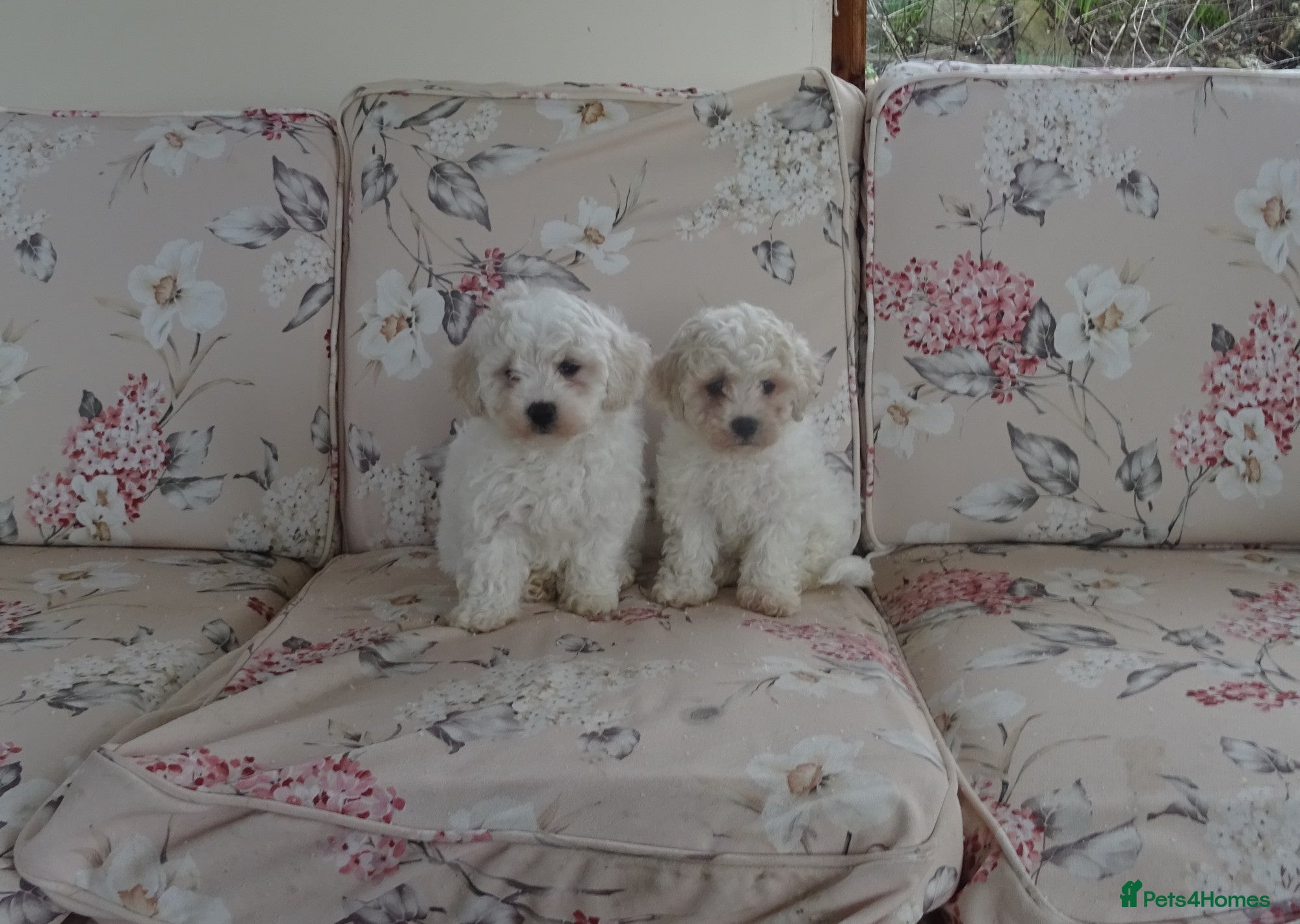 Bichon Frise dogs Beautiful Bichon Frise Puppies - Advert 2