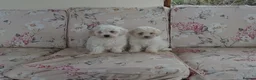 Bichon Frise dogs for sale: Beautiful Bichon Frise Puppies - Advert 1