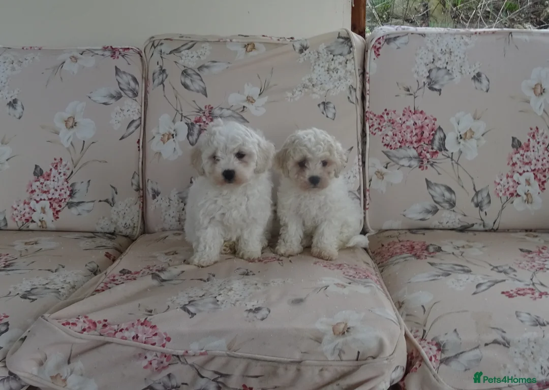 Bichon Frise dogs for sale: Beautiful Bichon Frise Puppies - Advert 1