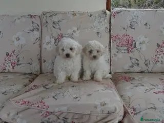 Bichon Frise dogs Beautiful Bichon Frise Puppies - Advert 2