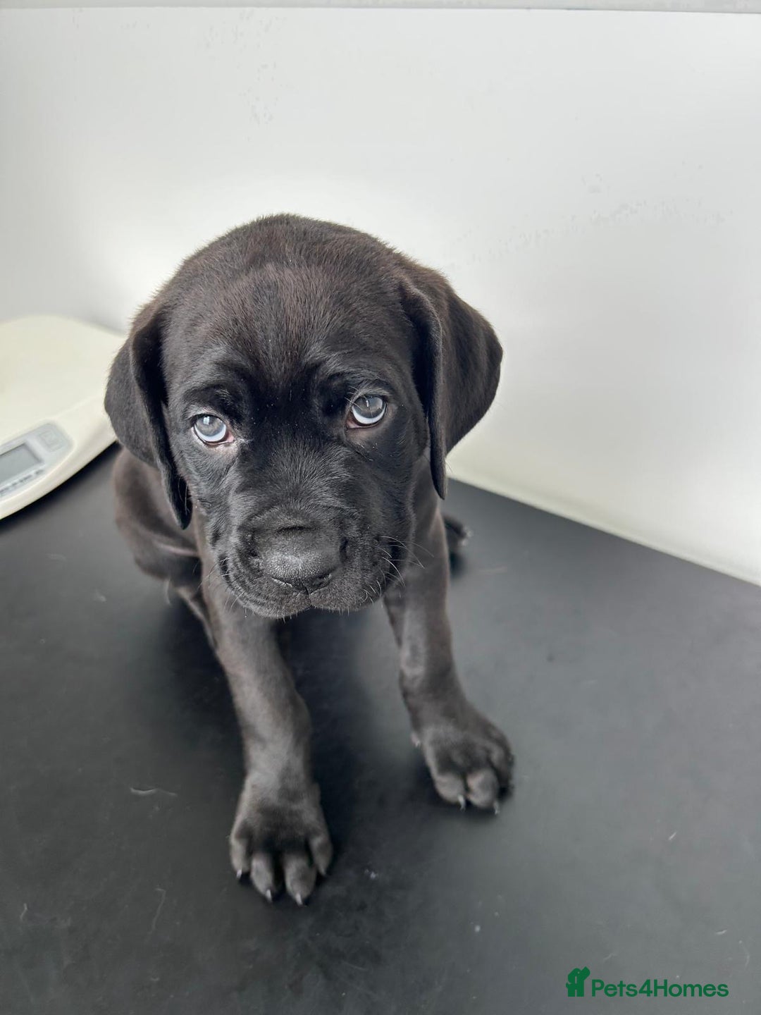 Mixed Breed dogs for sale: Adorable Rottweiler Dogue de Bordeaux x Cane Corso - Image 15