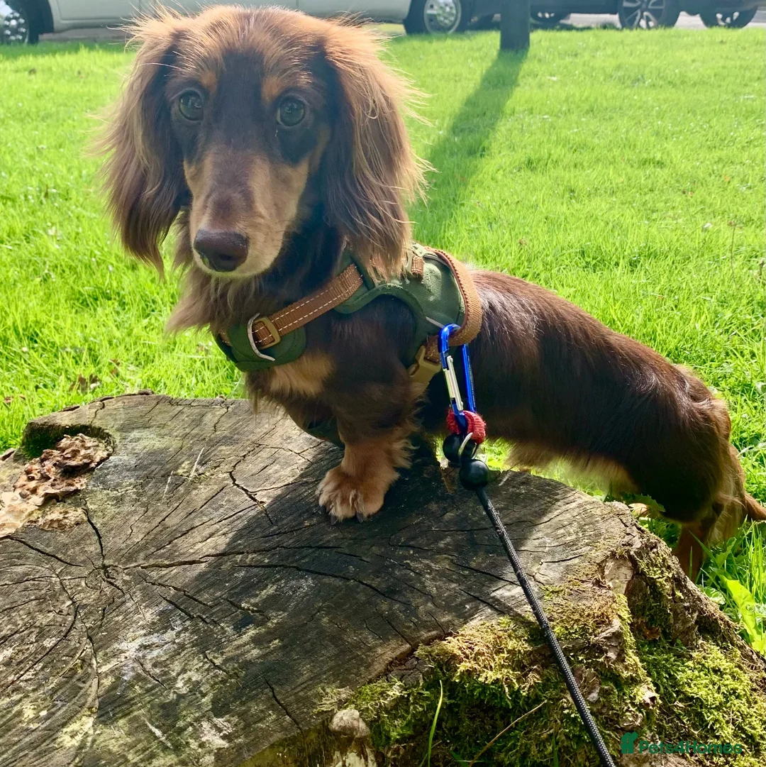 Miniature Dachshund dogs for stud: Long haired Kaneishan daschund stud  - Advert 22