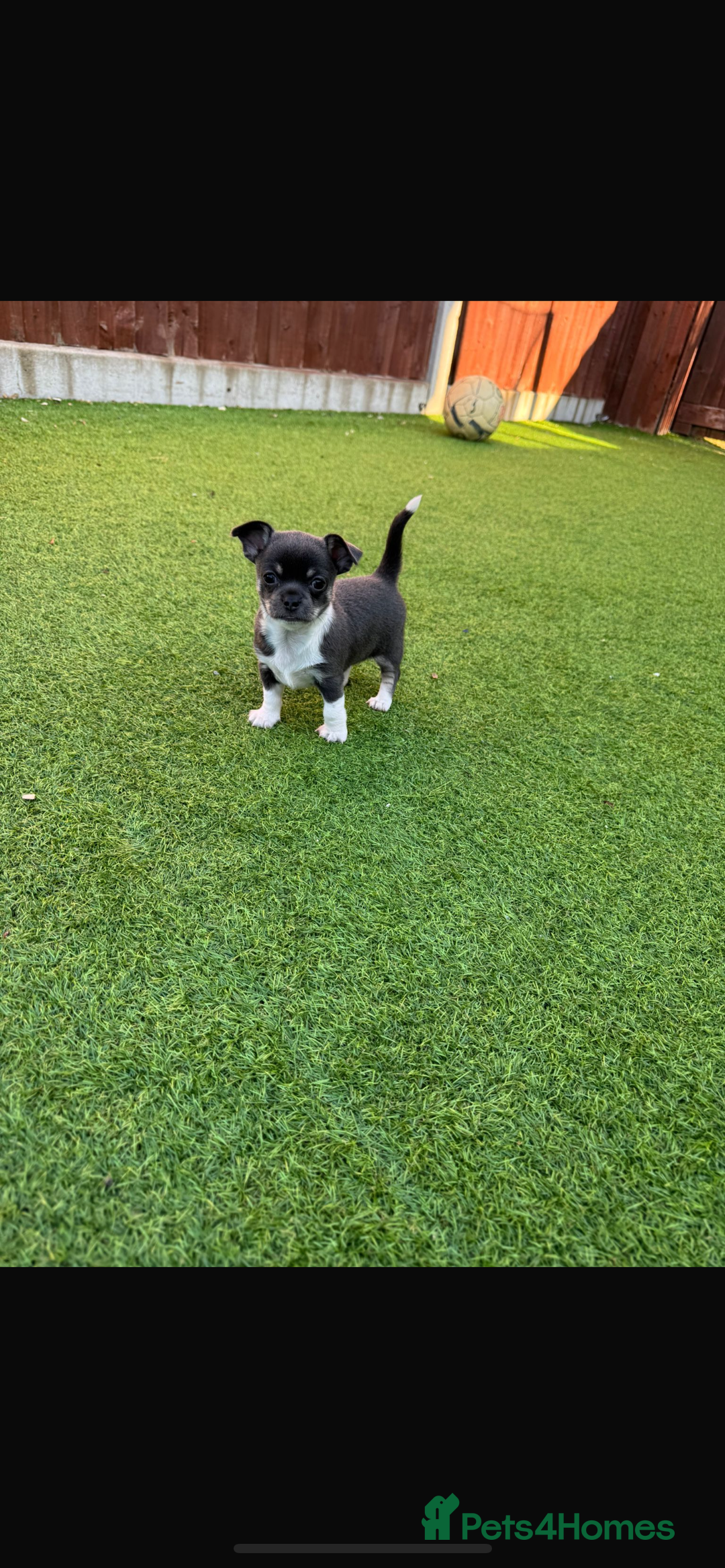Chihuahua dogs for stud: Blue and white Chihuahua stud  in Portsmouth - Image 8