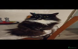 Mixed Breed cats for sale: 2 beautiful female cats - Image 7