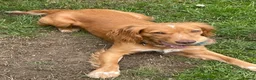 Cocker Spaniel dogs for sale: 11 month old cocker spaniel bitch in Durham - Advert 2