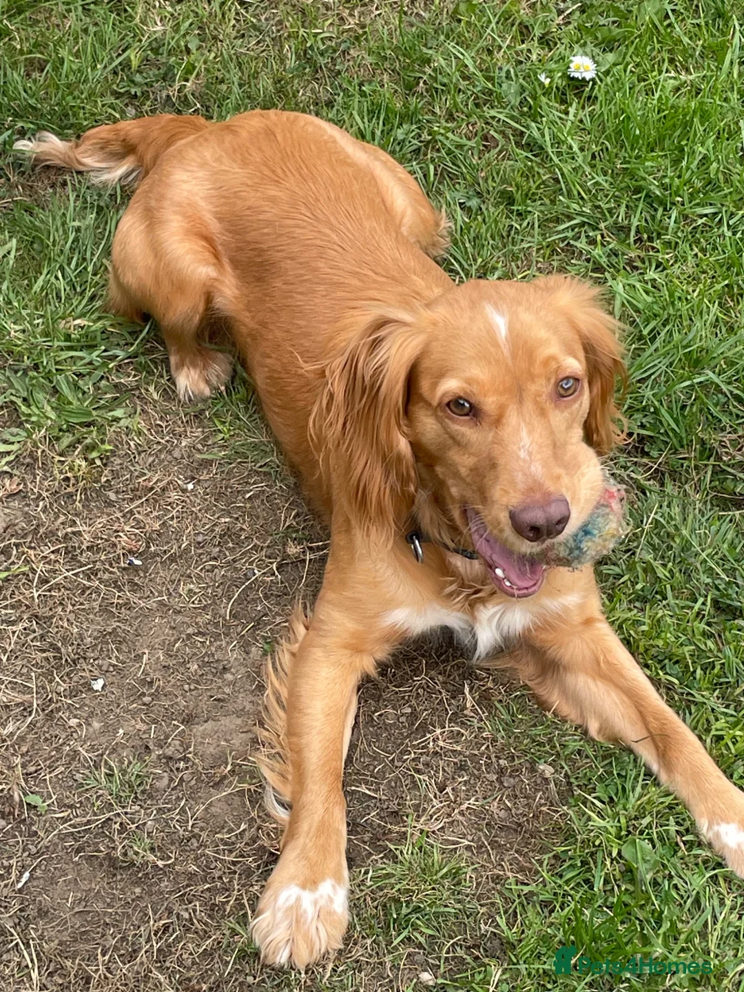 Cocker Spaniel dogs for sale: 11 month old cocker spaniel bitch in Durham - Advert 2