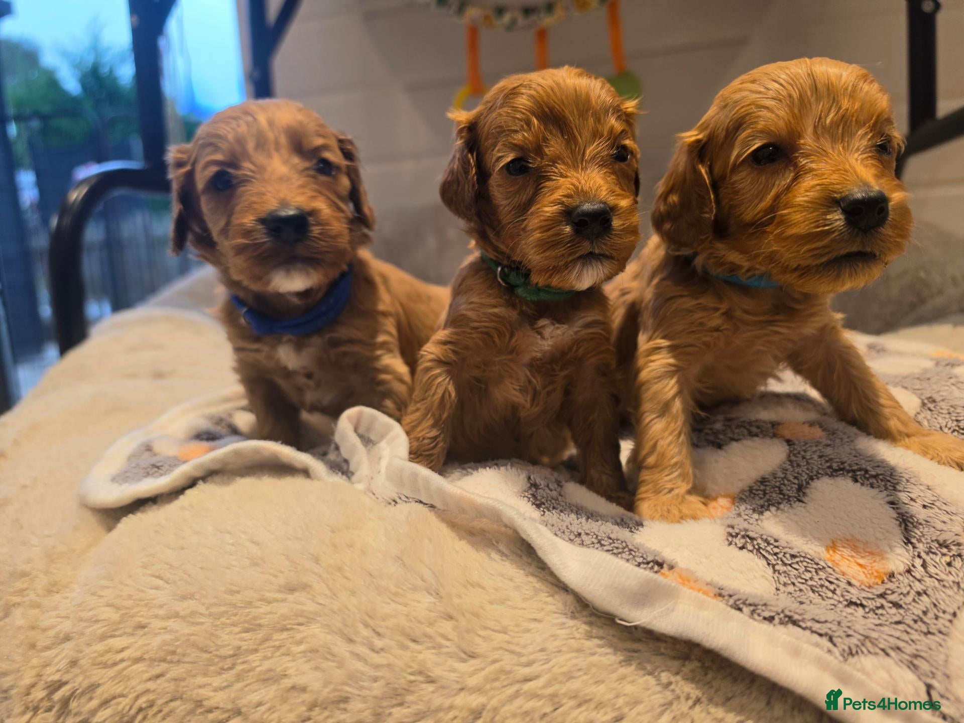Cockapoo dogs 🐾fabulous F1 showtype cockapoo puppies 🐶  - Advert 11