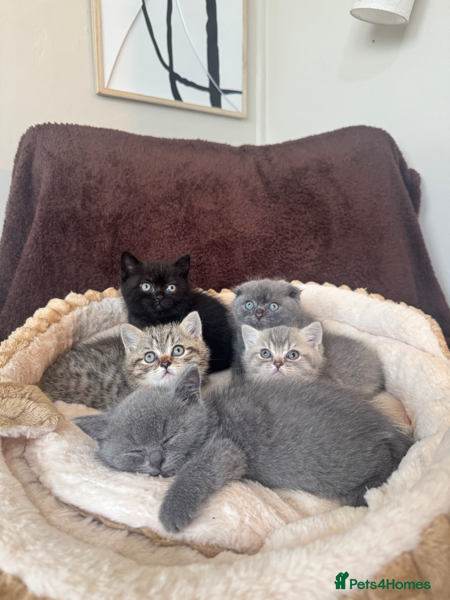 British Shorthair cats British shorthair / scottish fold kittens  - Advert 13