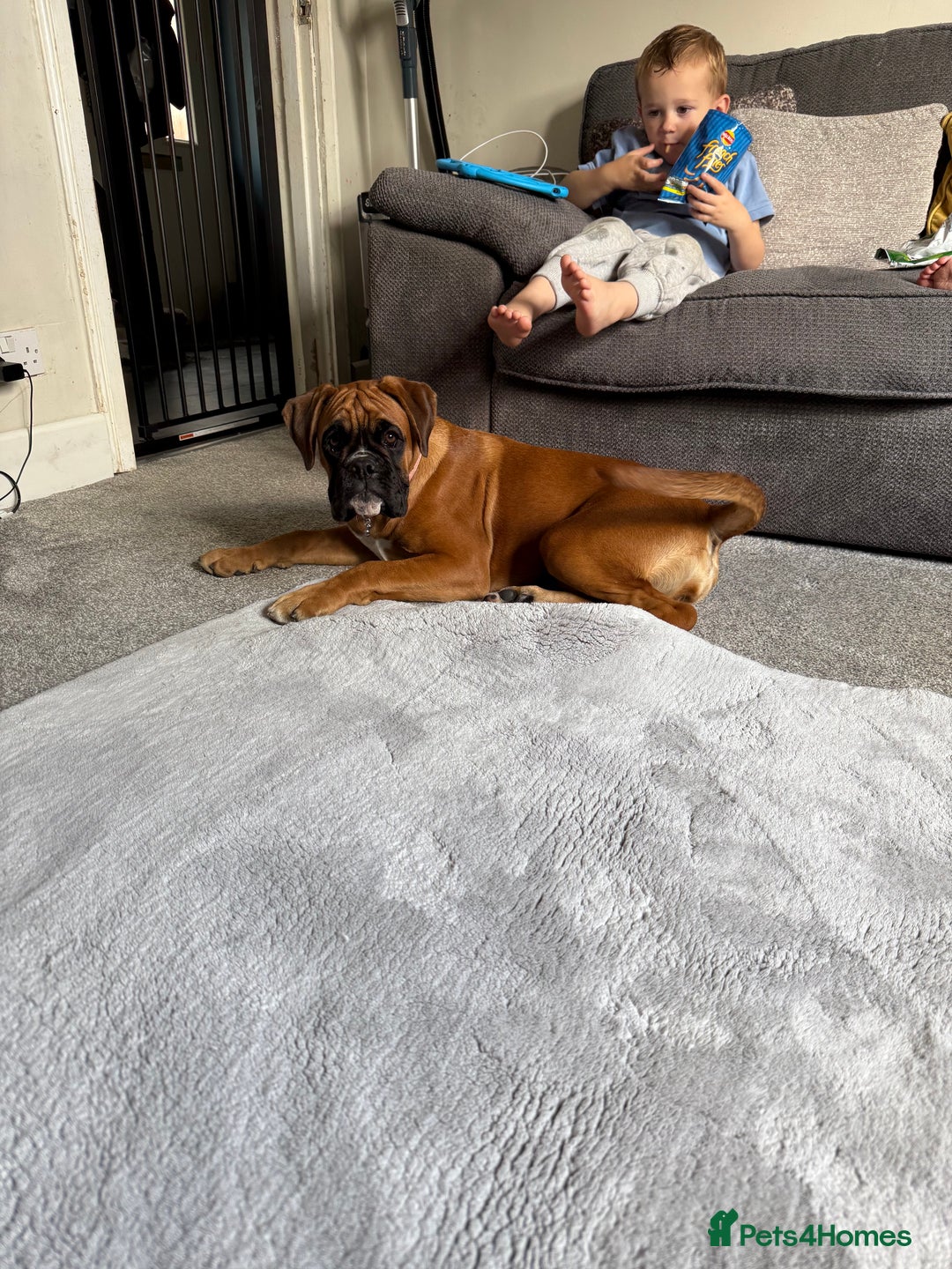 Boxer dogs for sale: Much loved 8 month old  - Image 18