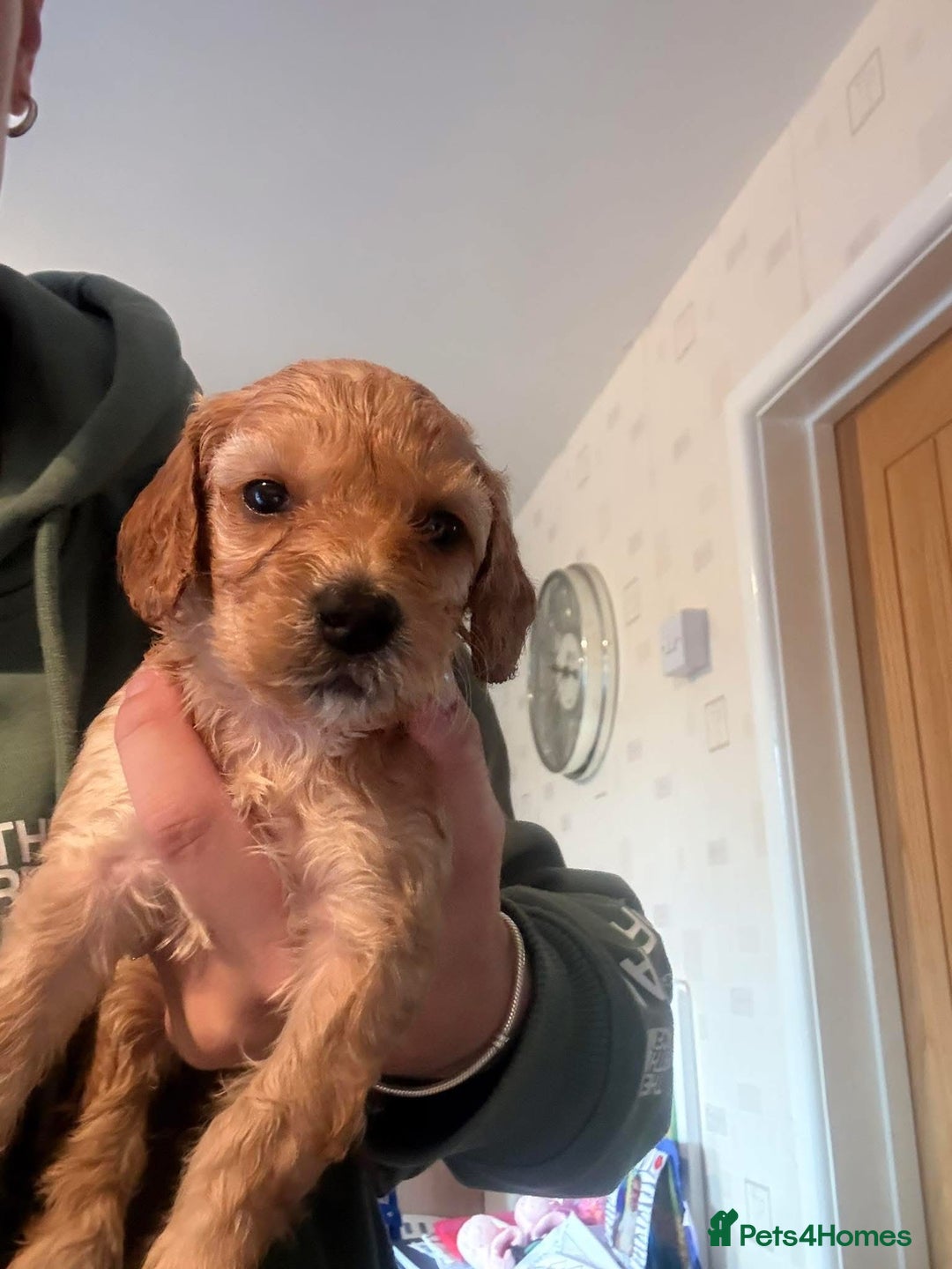 Cockapoo dogs for sale: F2 cockapoo  - Image 1