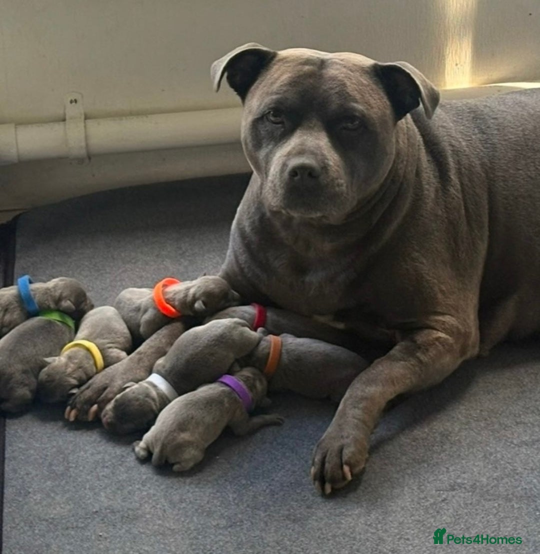 Staffordshire Bull Terrier dogs for sale: Outstanding  %100 Health Tested Staffy Puppies - Advert 17