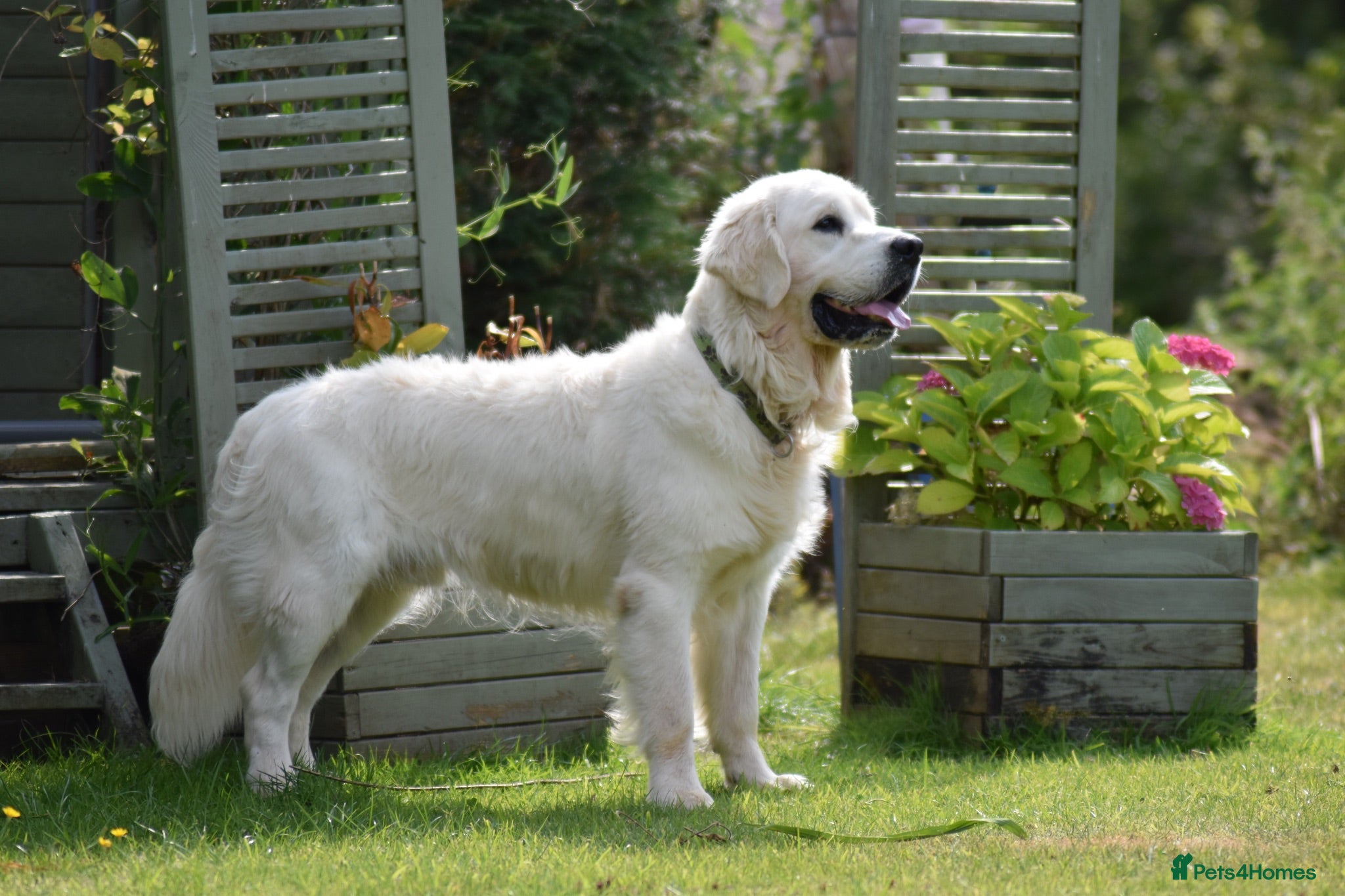 Golden Retriever dogs Fully health tested, KC reg pale Cream boy  - Advert 2