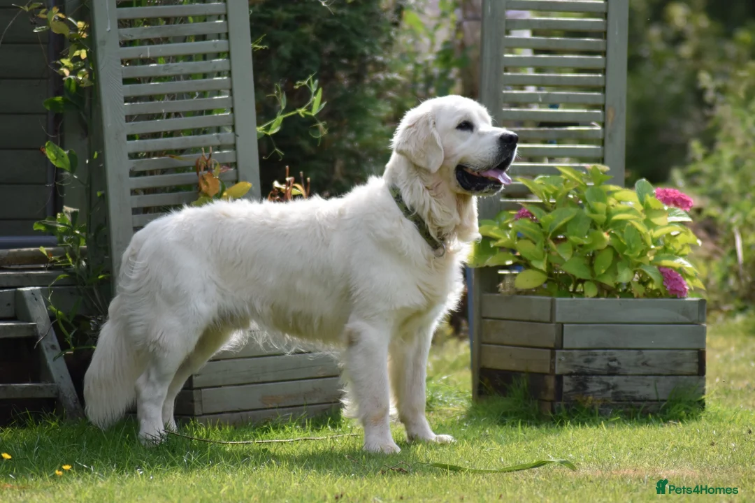 Golden Retriever dogs for stud: Fully health tested, KC reg pale Cream boy  - Advert 2