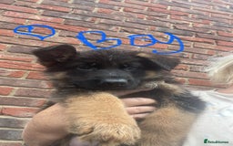 German Shepherd dogs for sale: German Shepherd pups KCRegistered/hip&elbow scored - Image 12