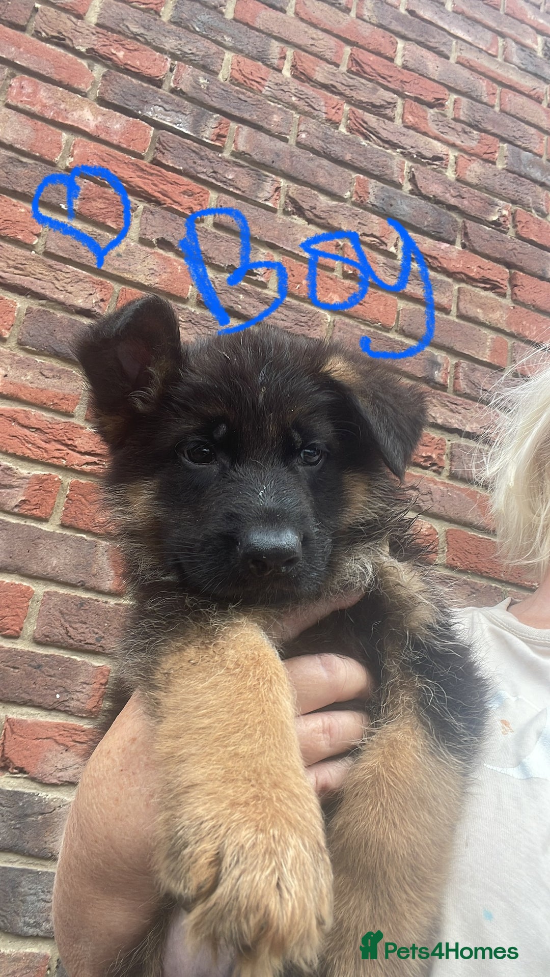 German Shepherd dogs for sale: German Shepherd pups KCRegistered/hip&elbow scored - Image 12