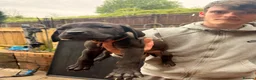 Cane Corso dogs for sale: Cane corso puppies  - Advert 4