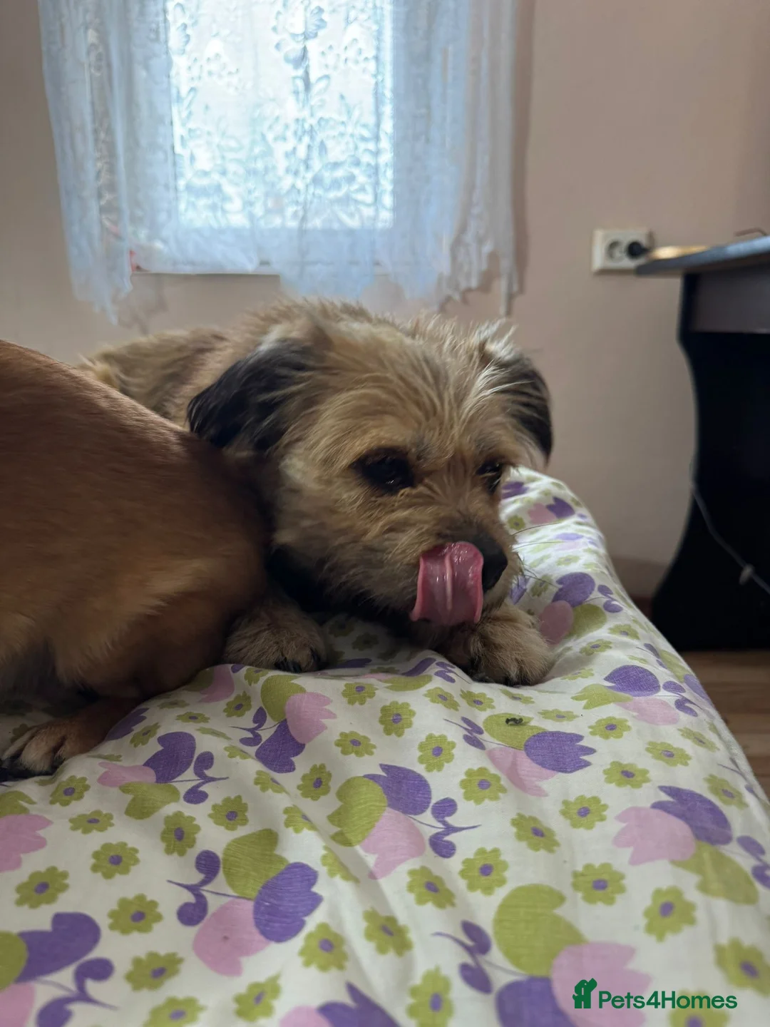 Mixed Breed dogs for adoption: 🐾 Meet COOKIE -  Your Little Ray of Sunshine ☀️💛 - Advert 9