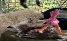 Maine Coon cats for sale: Pedigree registered Maine Coons - Image 27