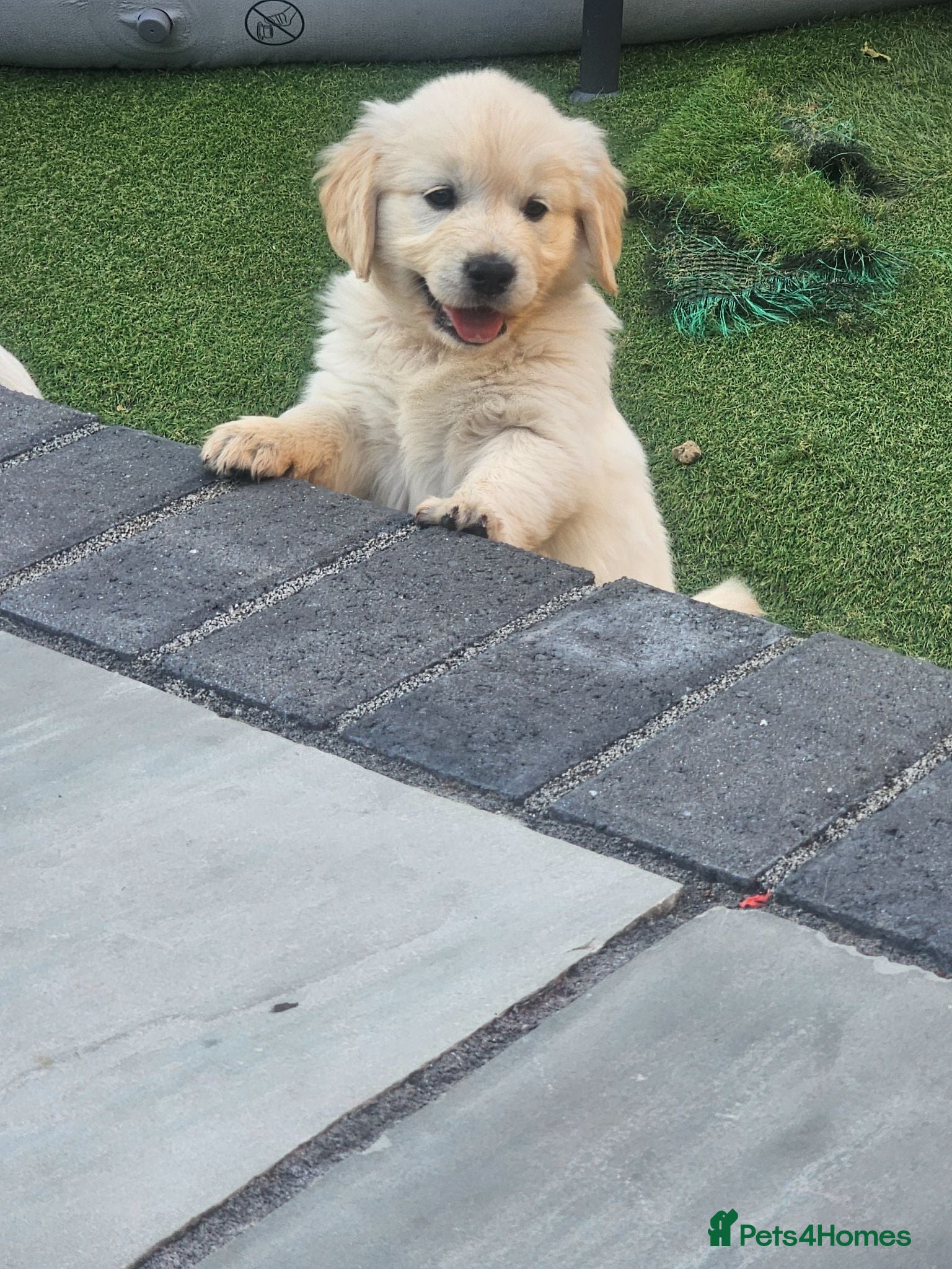 Golden Retriever dogs LAST GOLDENCREAM GIRL PUP! READY TO LEAVE NOW - Advert 2