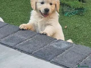 Golden Retriever dogs LAST GOLDENCREAM GIRL PUP! READY TO LEAVE NOW - Advert 2