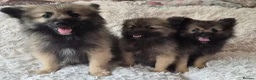 Pomeranian dogs for sale: Little pomeranian puppies  - Advert 14