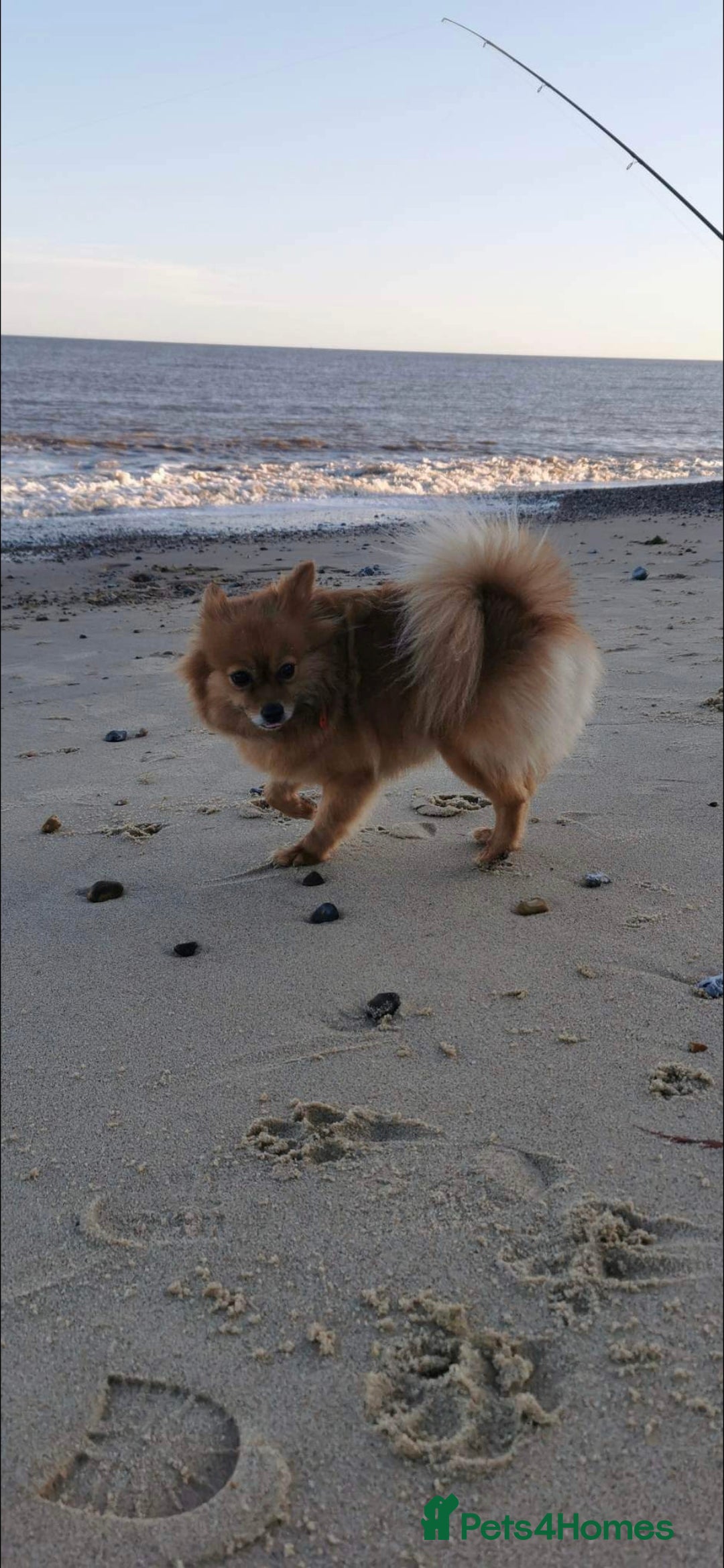 German Spitz dogs for sale: German spitz - Advert 3