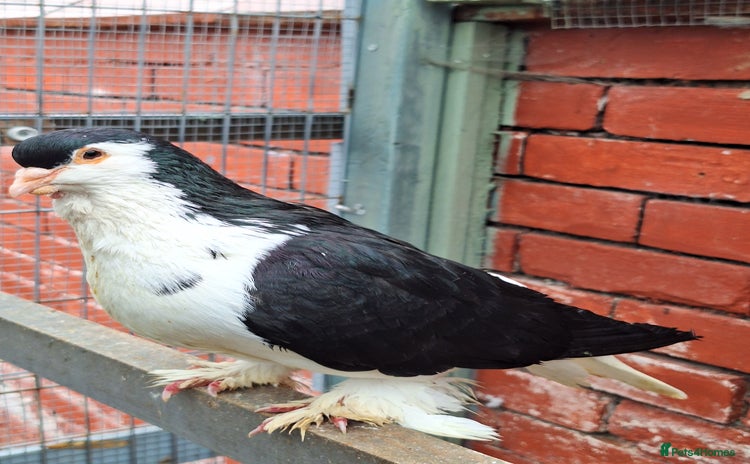 Pigeons birds - Advert 6