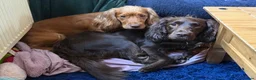 Cocker Spaniel dogs for sale: Cocker spaniel puppies  - Advert 10
