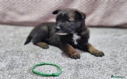 Mixed Breed dogs for sale: Belgian malinois x German shepherd puppies - Image 7
