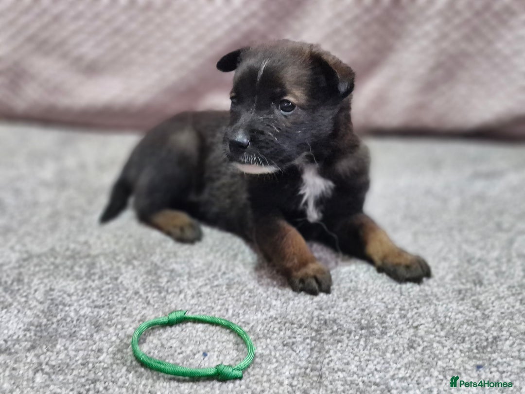 Mixed Breed dogs for sale: Belgian malinois x German shepherd puppies - Image 7