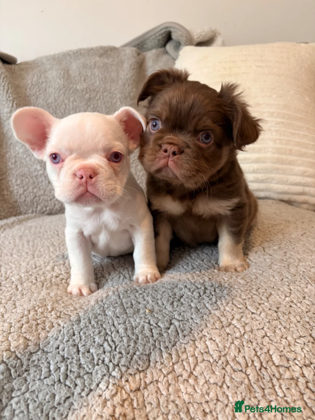 French Bulldog dogs for sale: Pink French bulldog  in Liverpool - Advert 1