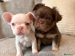 French Bulldog dogs Pink French bulldog - Advert 1