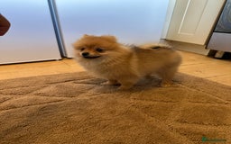 Pomeranian dogs for sale: ✨KC ready now last 3 girls  Pomeranian puppies in Wolverhampton - Image 4