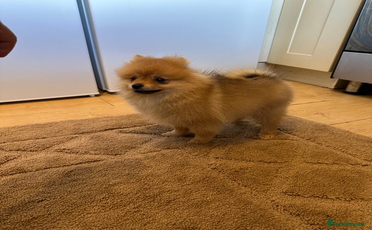 Pomeranian dogs in Wolverhampton - Advert 4