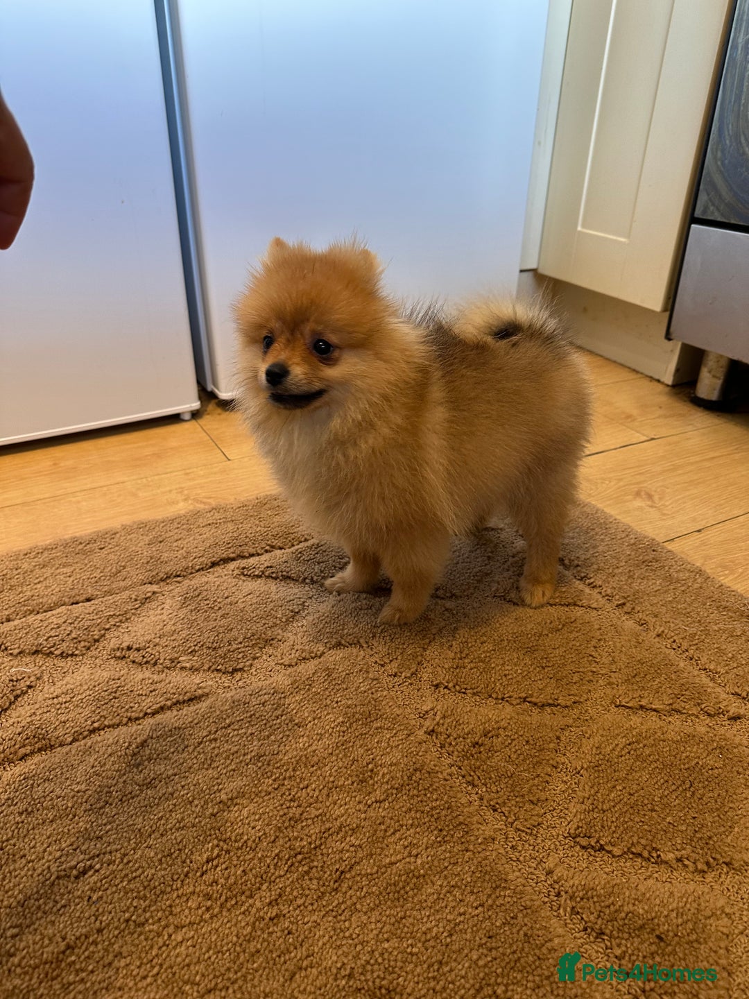 Pomeranian dogs for sale: ✨KC ready now last 3 girls  Pomeranian puppies in Wolverhampton - Image 4