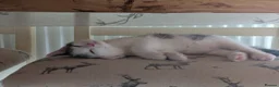 Domestic Shorthair cats for sale: Short haired domestic kittens in Exeter - Advert 5