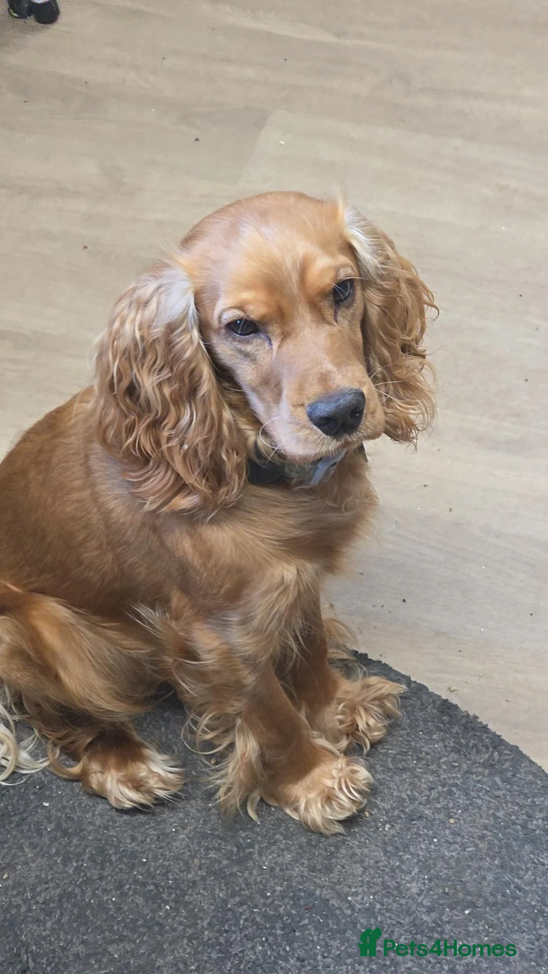 Cocker Spaniel dogs for sale: 12 month cocker spaniel  - Advert 2