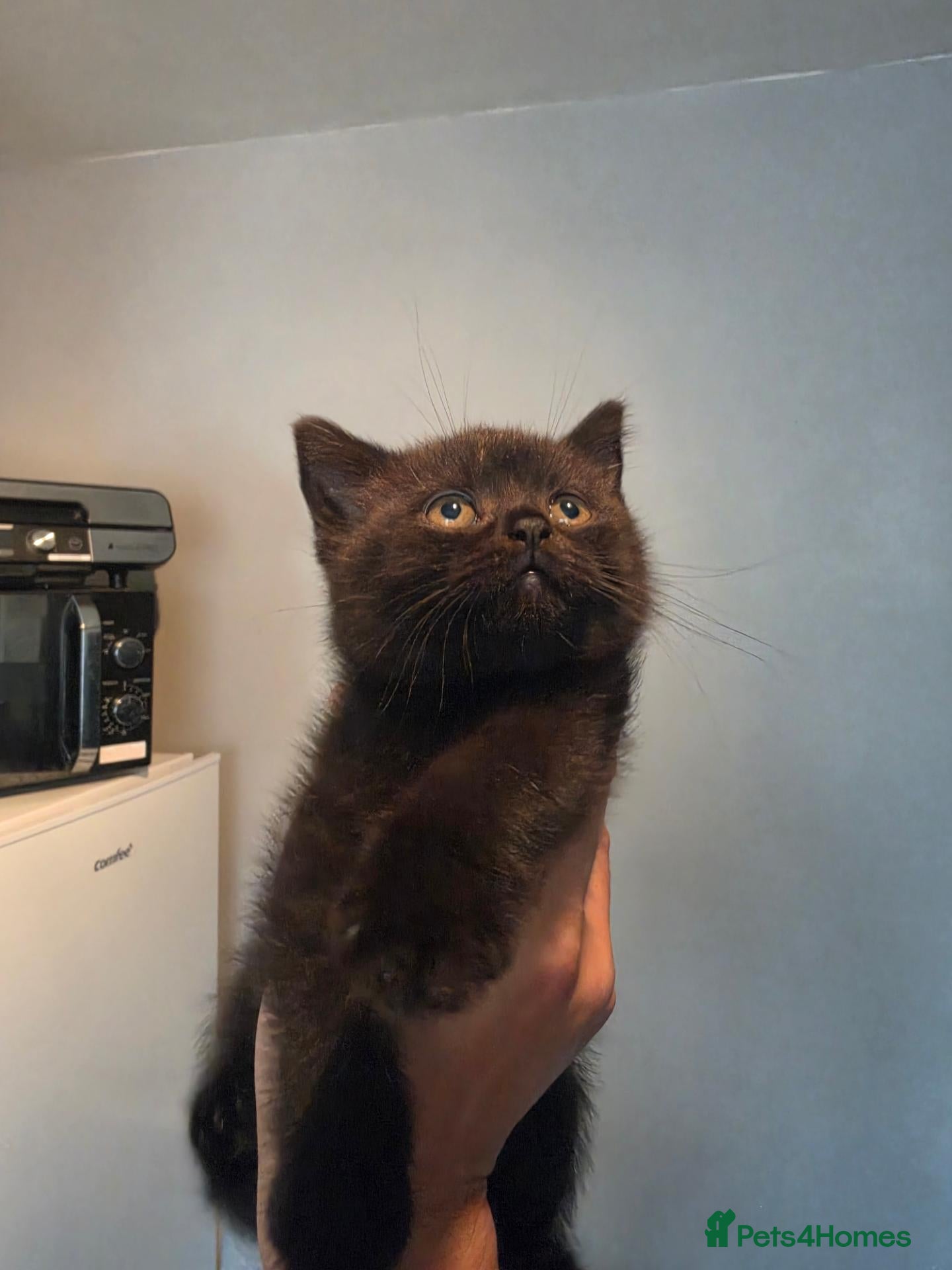 British Shorthair cats British Shorthair - Advert 2
