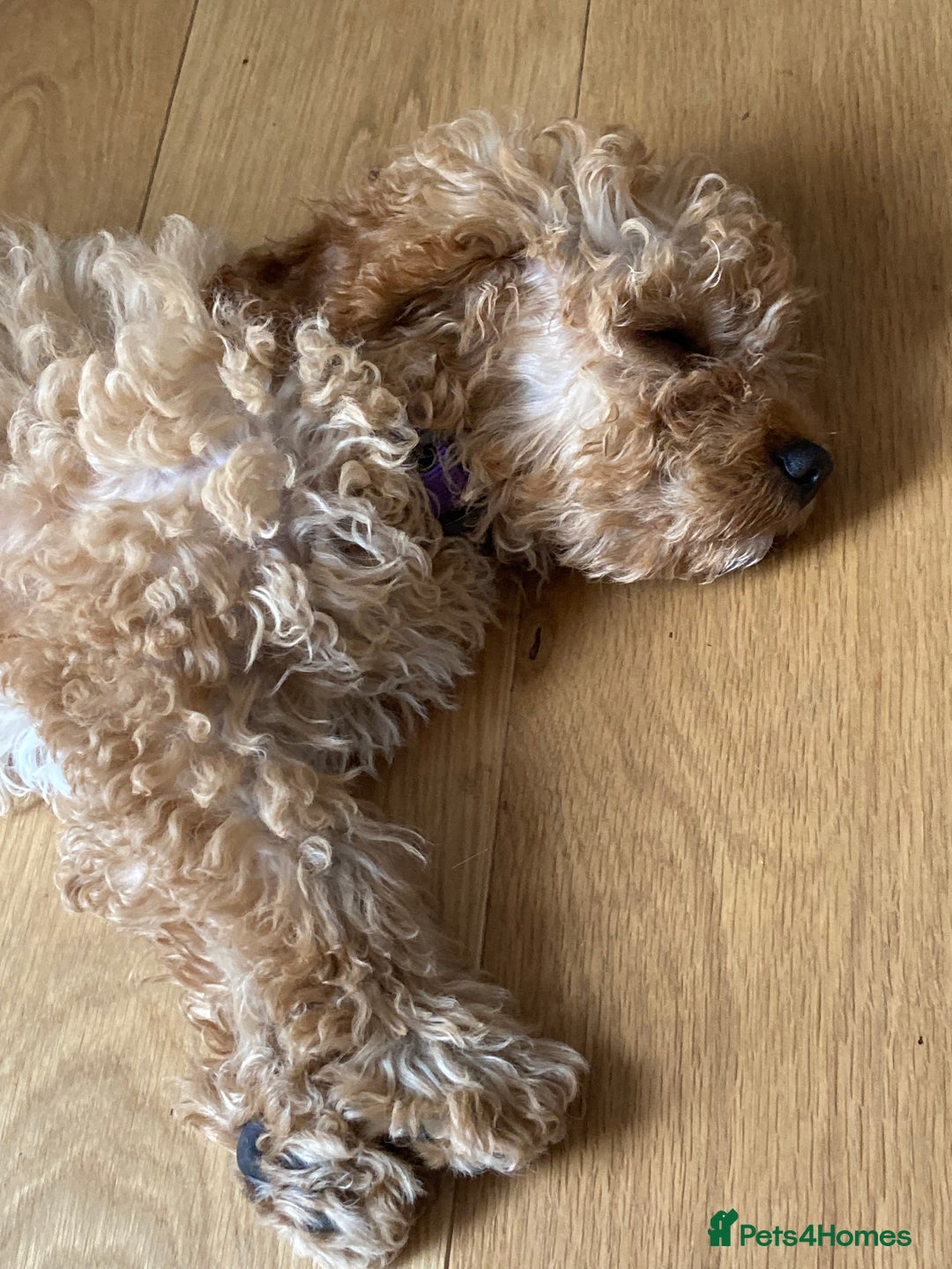 Cavapoo dogs for sale: 14 week old male Cavapoo puppy - Image 8
