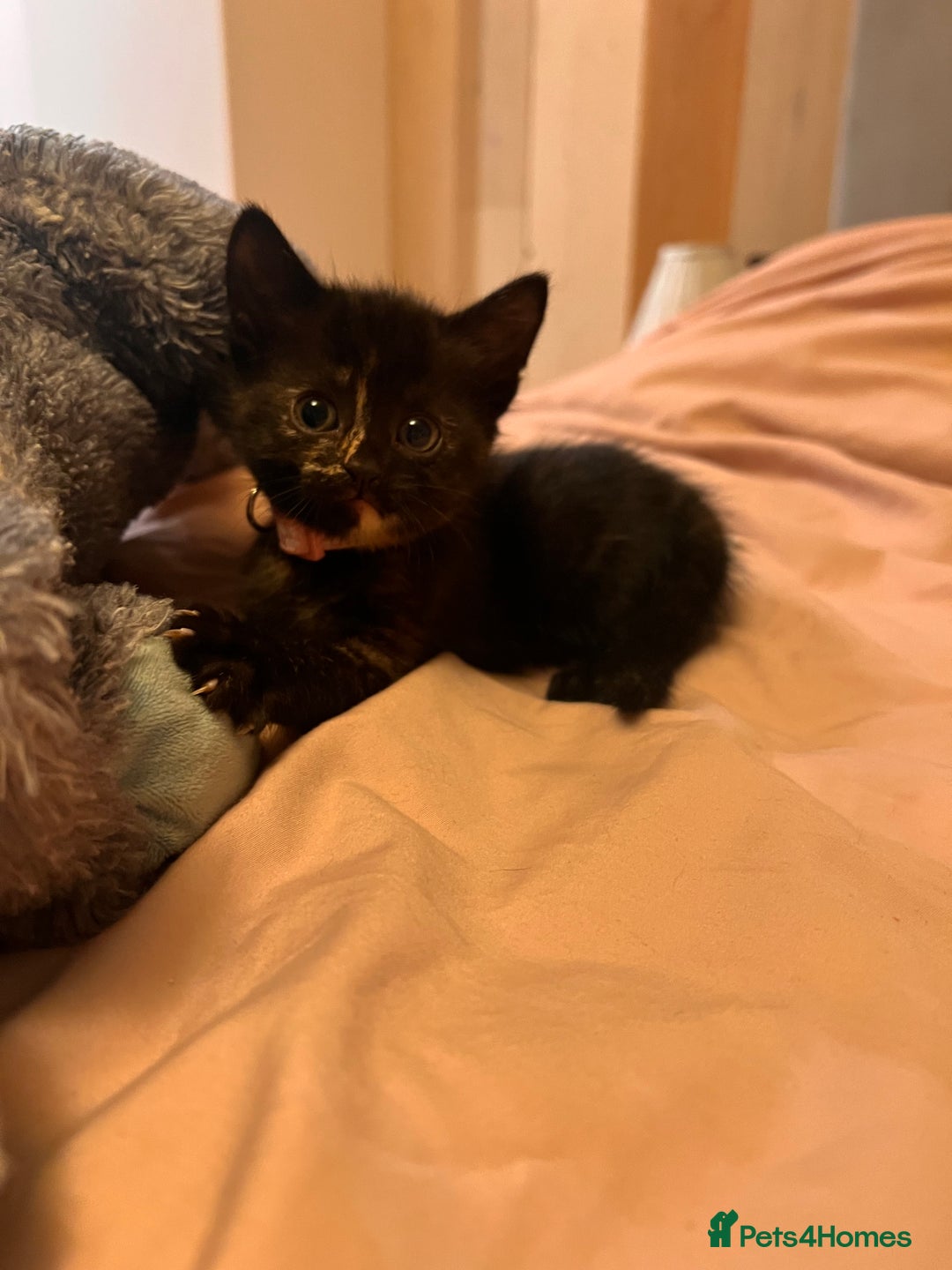 Domestic Shorthair cats for sale: Adorable Tortoiseshell Kittens - Image 19