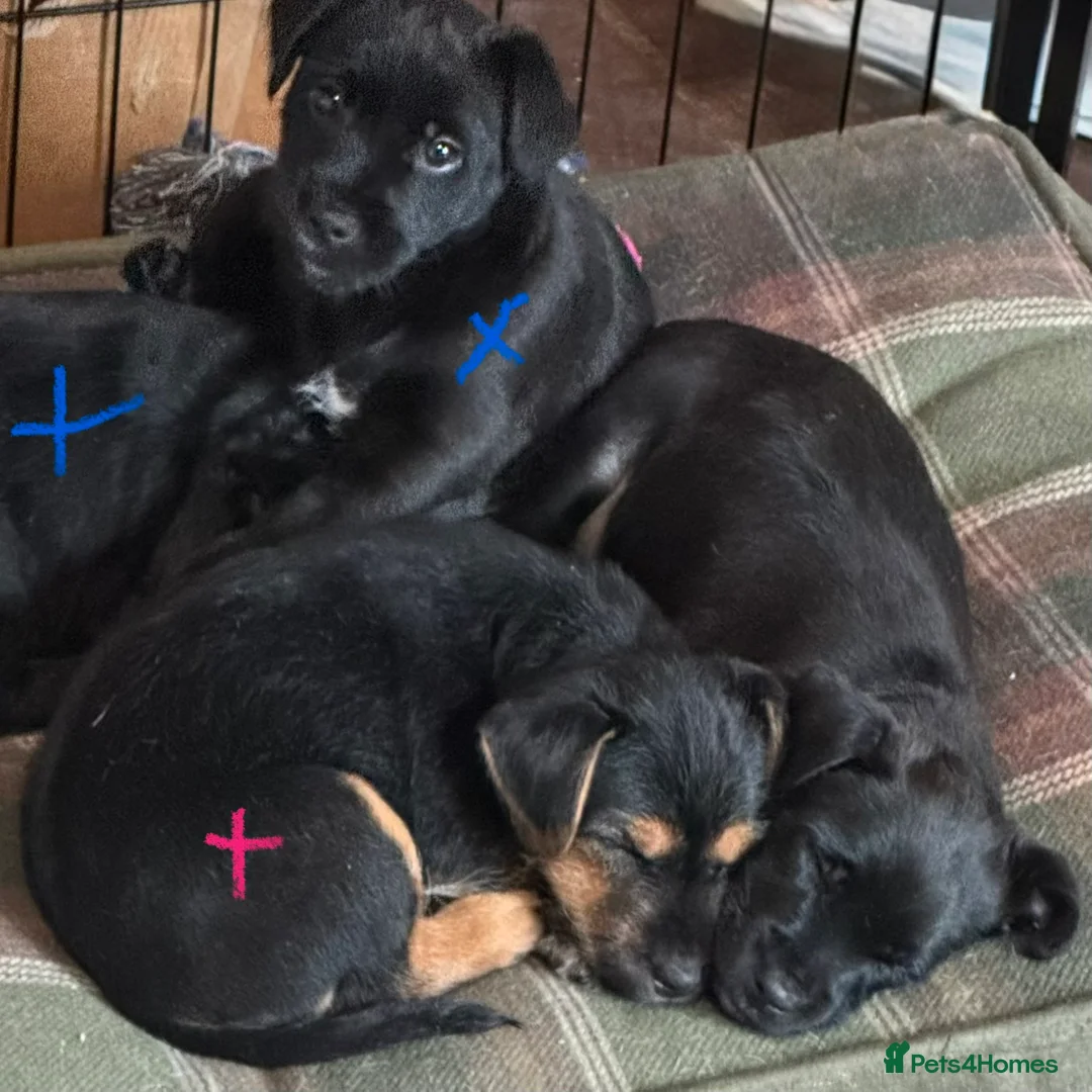Patterjack dogs for sale: Ready for their forever homes this weekend!! - Advert 9