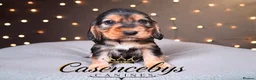 Cocker Spaniel dogs for sale: ❤️THE MOST INCREDIBLE DNA CLEAR SHOW SPANIELS❤️ - Advert 7