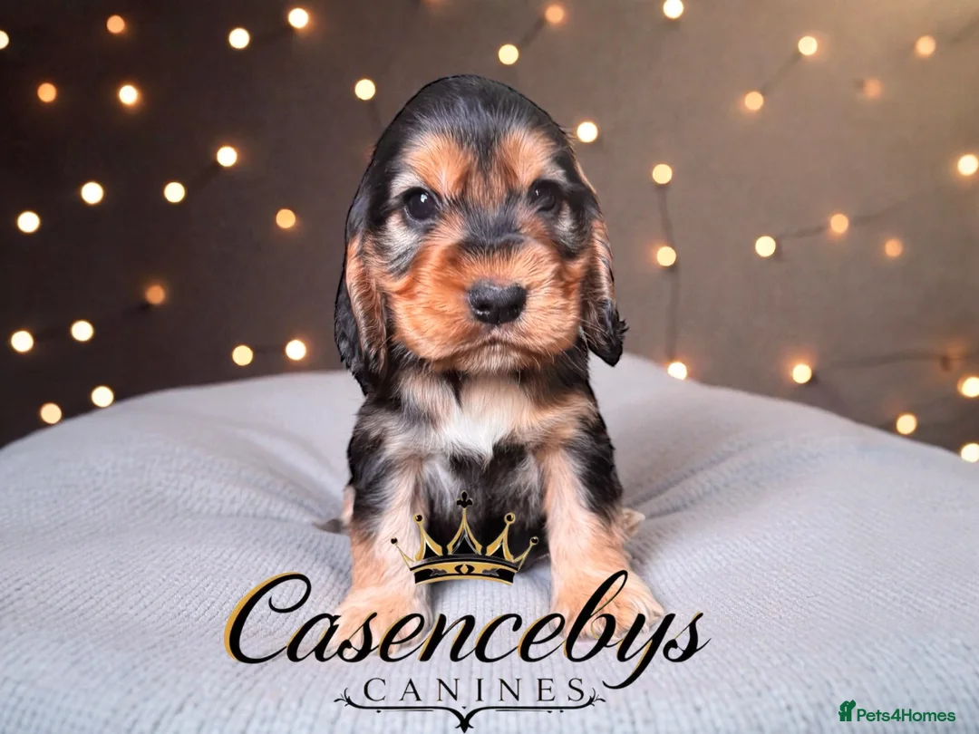 Cocker Spaniel dogs for sale: ❤️THE MOST INCREDIBLE DNA CLEAR SHOW SPANIELS❤️ - Advert 7