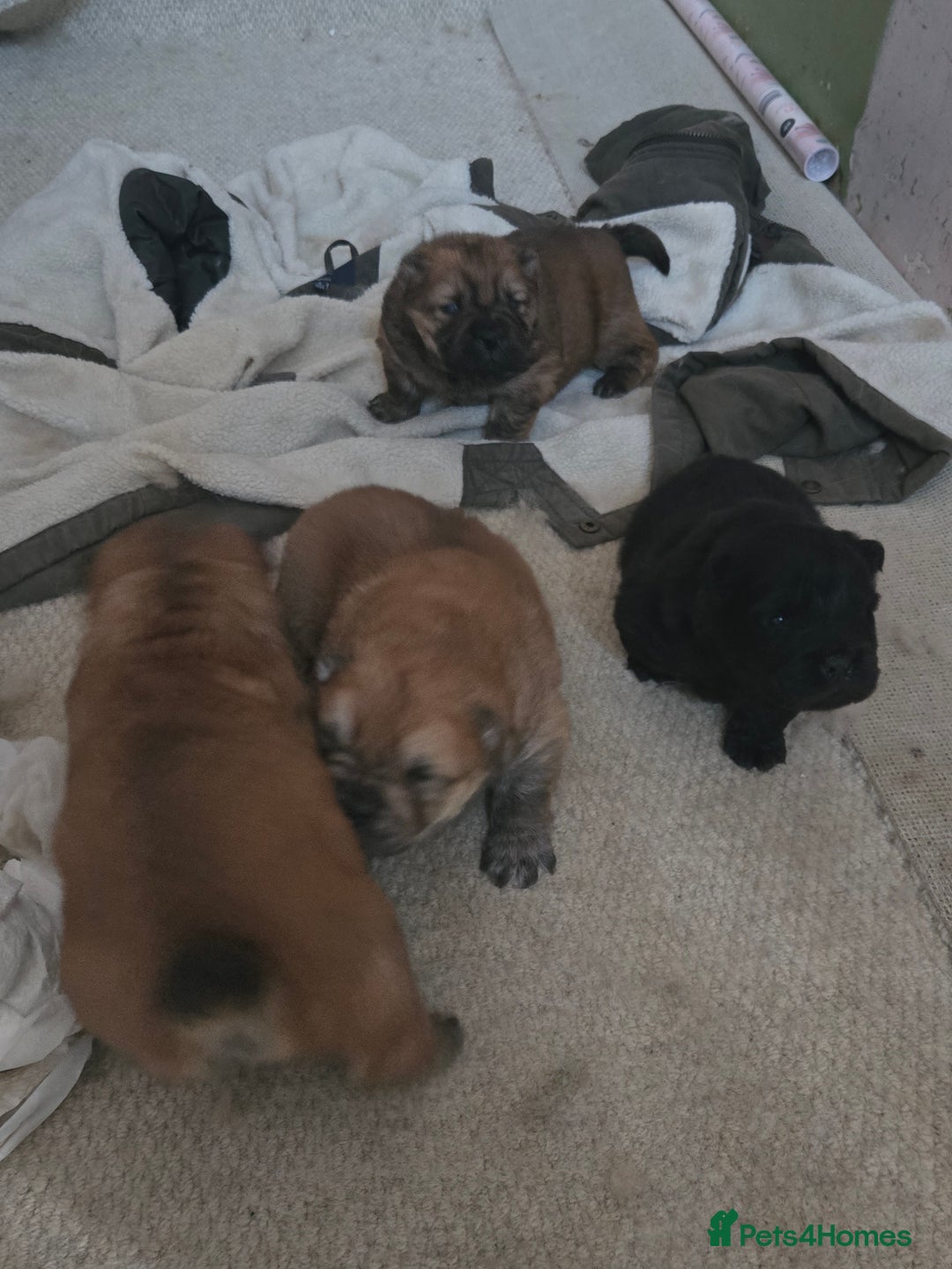 Chow Chow dogs for sale: Chow chow puppies - Advert 7